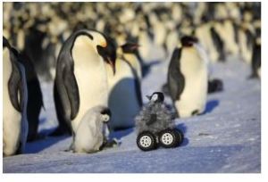 Robotic Chick Lets Researchers Get Close to Penguins