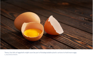 Eggshells help hatch a new idea for packaging