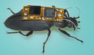 BRIEF: The World’s Smallest Remote-controlled Cyborg Bug